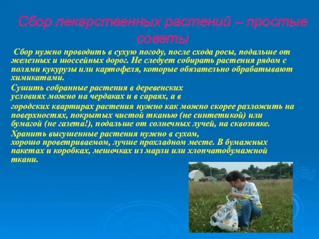 Сбор нужно проводить в сухую погоду, после схода росы, подальше от железных