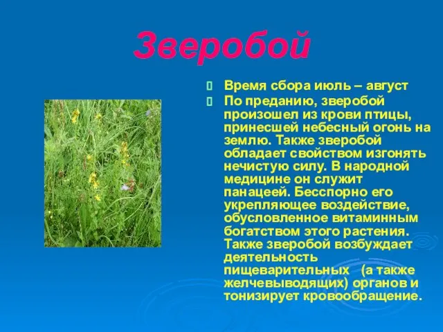 Зверобой Время сбора июль – август По преданию, зверобой произошел из крови