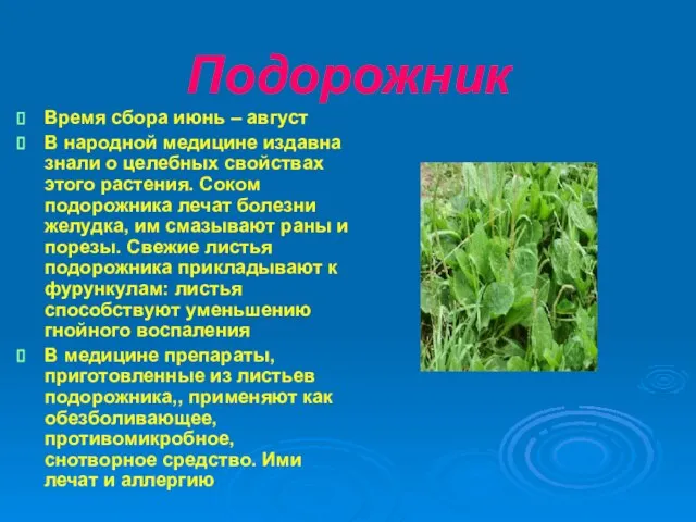 Подорожник Время сбора июнь – август В народной медицине издавна знали о