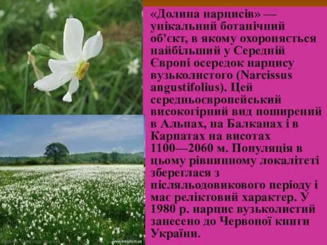 «Долина нарциciв» — унікальний ботанічний об'єкт, в якому охороняється найбільший у Середній