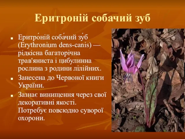 Еритроній собачий зуб Еритро́ній соба́чий зу́б (Erythronium dens-canis) — рідкісна багаторічна трав'яниста