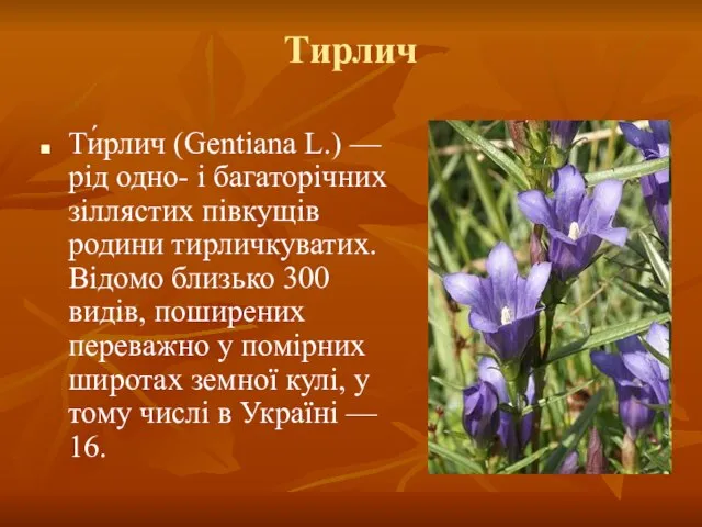 Тирлич Ти́рлич (Gentiana L.) — рід одно- і багаторічних зіллястих півкущів родини