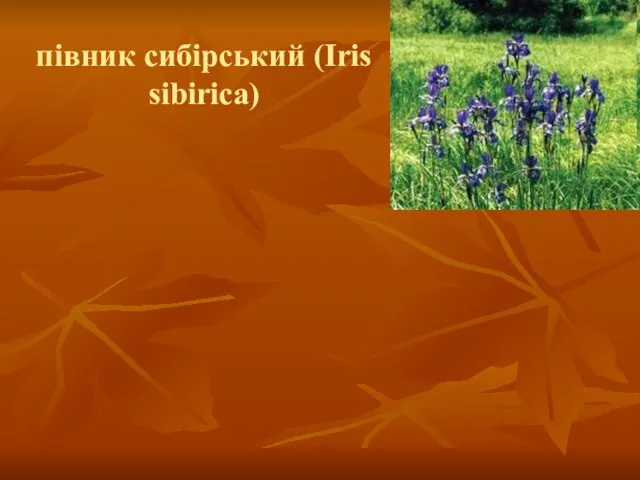 півник сибірський (Iris sibirica)