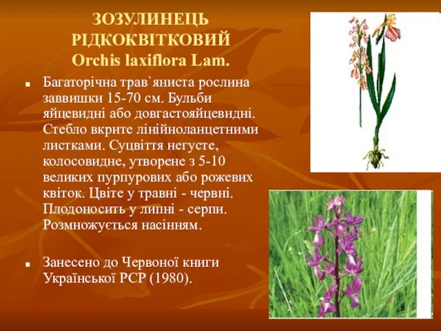 ЗОЗУЛИНЕЦЬ РІДКОКВІТКОВИЙ Orchis laxiflora Lam. Багаторічна трав`яниста рослина заввишки 15-70 см. Бульби