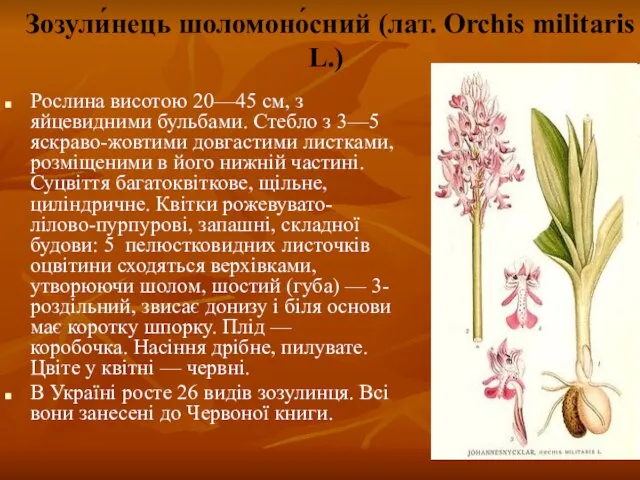 Зозули́нець шоломоно́сний (лат. Orchis militaris L.) Рослина висотою 20—45 см, з яйцевидними