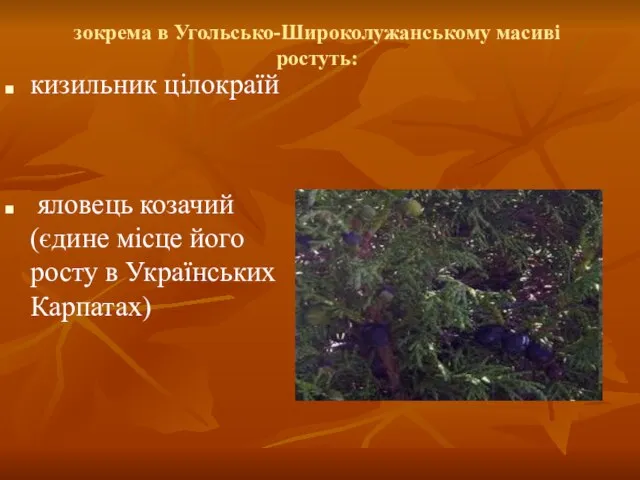 зокрема в Угольсько-Широколужанському масиві ростуть: кизильник цілокраїй яловець козачий (єдине місце його росту в Українських Карпатах)