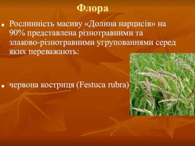 Флора Рослинність масиву «Долина нарцисів» на 90% представлена різнотравними та злаково-різнотравними угрупованнями