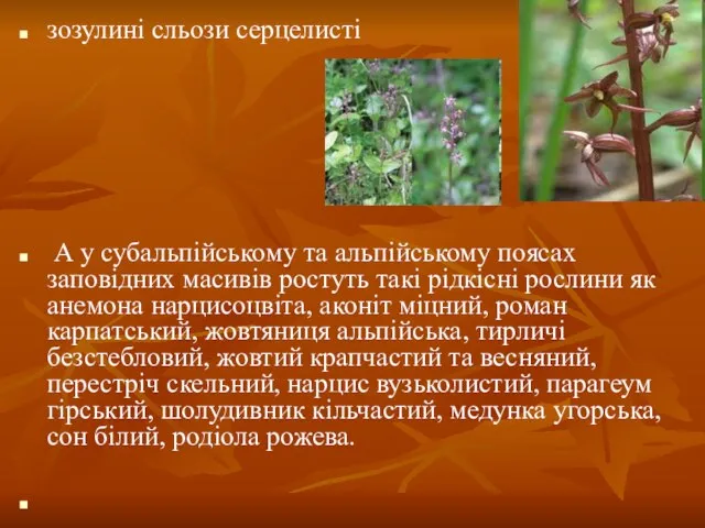 зозулині сльози серцелисті А у субальпійському та альпійському поясах заповідних масивів ростуть