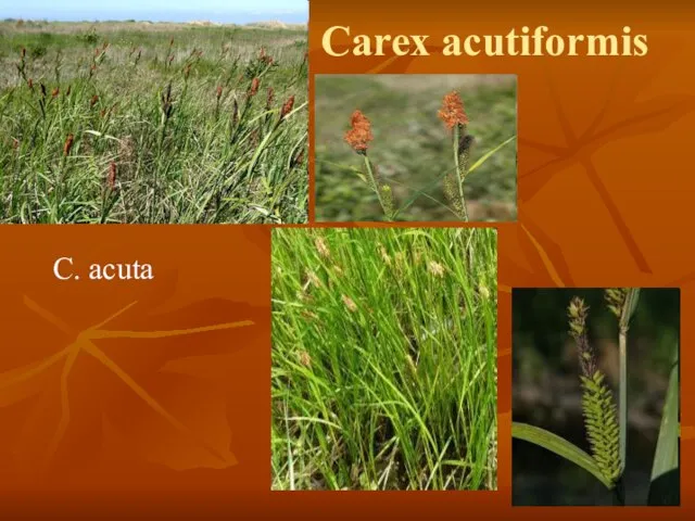 Carex acutiformis C. acuta