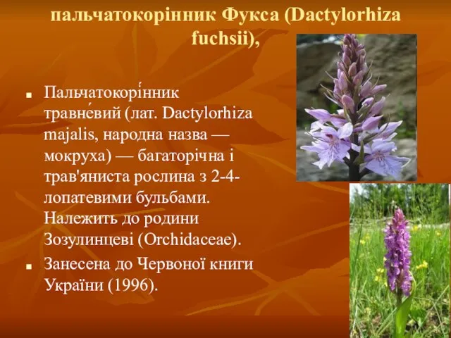 пальчатокорінник Фукса (Dactylorhiza fuchsii), Пальчатокорі́нник травне́вий (лат. Dactylorhiza majalis, народна назва —