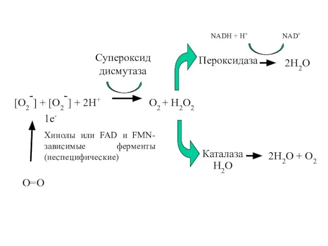 [O2-] + [O2-] + 2H+ O2 + H2O2 Cупероксид дисмутаза Пероксидаза Каталаза