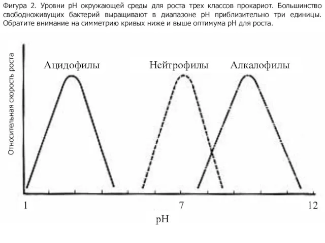 Фигура 2. Уровни pH окружающей среды для роста трех классов прокариот. Большинство