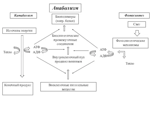 Катаболизм Источник энергии Анаболизм Фотосинтез Биополимеры (напр. белки) Свет Фотосинтетические механизмы Внутриклеточный