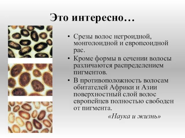 Это интересно… Срезы волос негроидной, монголоидной и европеоидной рас. Кроме формы в