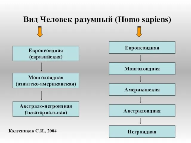 Вид Человек разумный (Homo sapiens) Европеоидная (евразийская) Европеоидная Монголоидная (азиатско-американская) Австрало-негроидная (экваториальная)