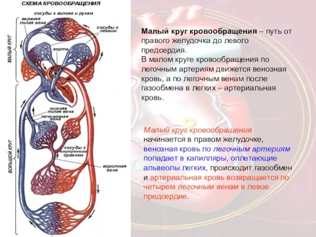 Малый круг кровообращения начинается в правом желудочке, венозная кровь по легочным артериям