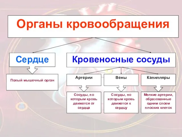 Органы кровообращения Кровеносные сосуды