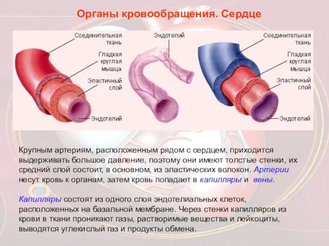 Крупным артериям, расположенным рядом с сердцем, приходится выдерживать большое давление, поэтому они