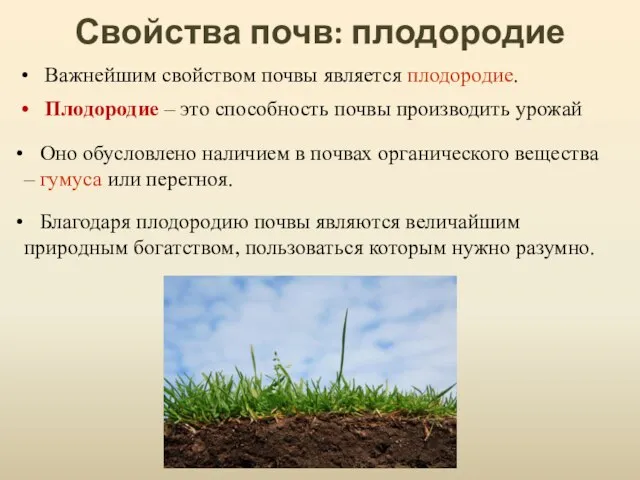 Свойства почв: плодородие Оно обусловлено наличием в почвах органического вещества – гумуса