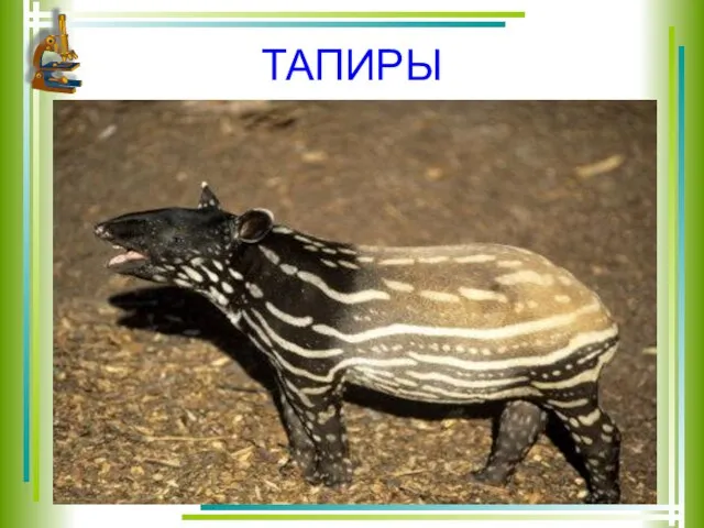 ТАПИРЫ