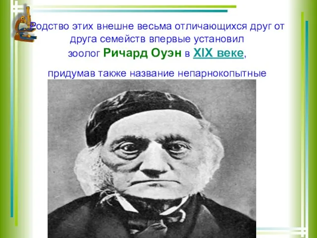 Родство этих внешне весьма отличающихся друг от друга семейств впервые установил зоолог