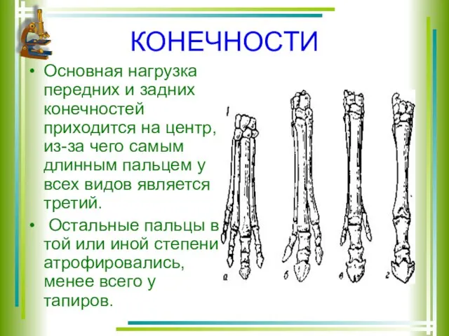 КОНЕЧНОСТИ Основная нагрузка передних и задних конечностей приходится на центр, из-за чего