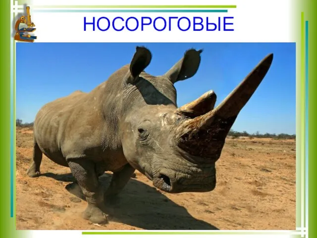 НОСОРОГОВЫЕ