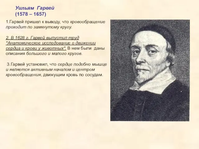 Уильям Гарвей (1578 – 1657) 1.Гарвей пришел к выводу, что кровообращение проходит