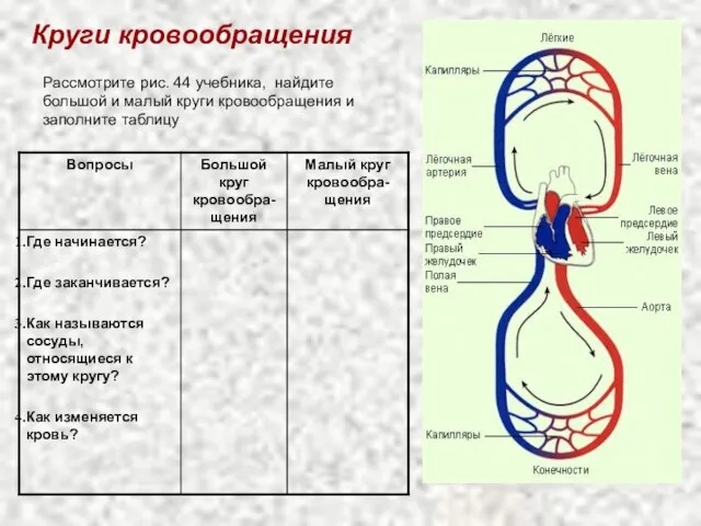 Круги кровообращения Рассмотрите рис. 44 учебника, найдите большой и малый круги кровообращения и заполните таблицу