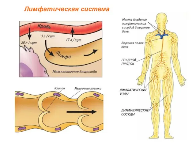 Лимфатическая система