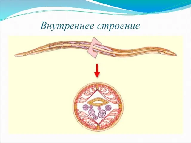 Внутреннее строение