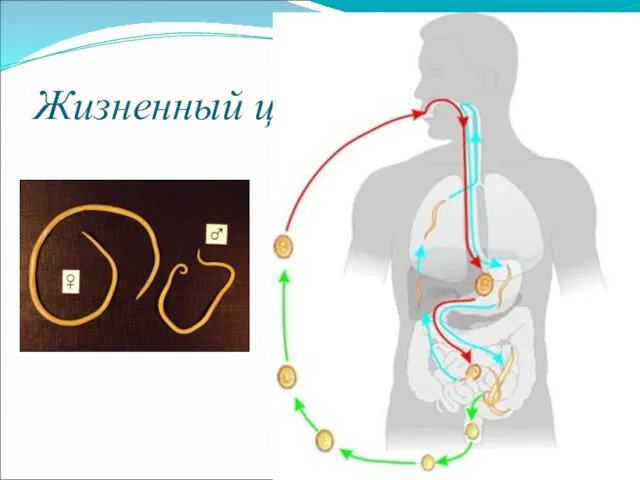 Жизненный цикл