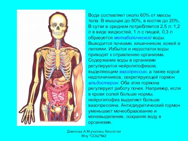 Вода составляет около 60% от массы тела. В мышцах до 80%, в