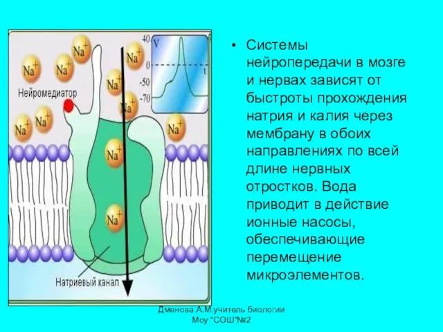 Системы нейропередачи в мозге и нервах зависят от быстроты прохождения натрия и