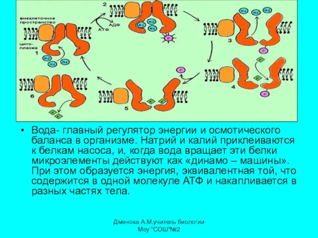 Вода- главный регулятор энергии и осмотического баланса в организме. Натрий и калий