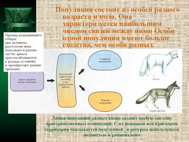 Популяция состоит из особей разного возраста и пола. Она характеризуется наибольшим числом