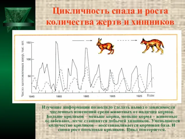 Цикличность спада и роста количества жертв и хищников Изучение информации позволило сделать