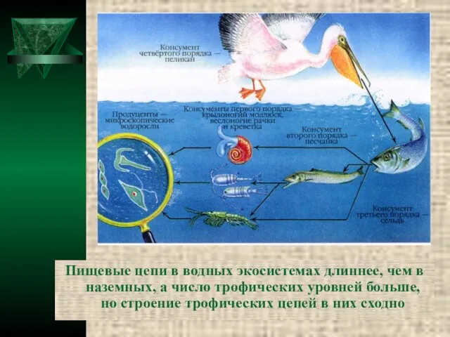 Пищевые цепи в водных экосистемах длиннее, чем в наземных, а число трофических