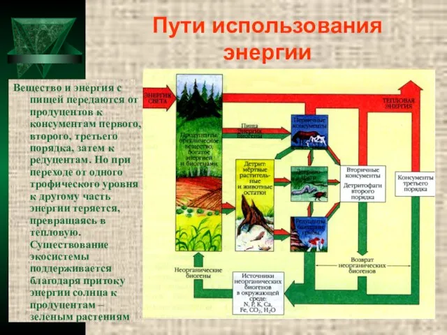 Пути использования энергии Вещество и энергия с пищей передаются от продуцентов к