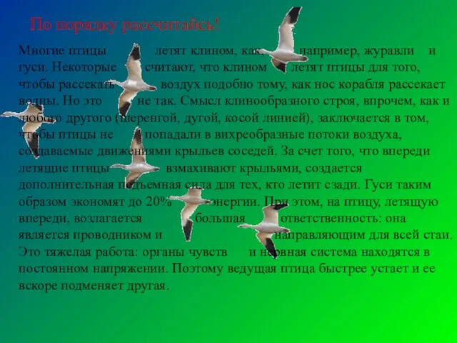 По порядку рассчитайсь! Многие птицы летят клином, как, например, журавли и гуси.