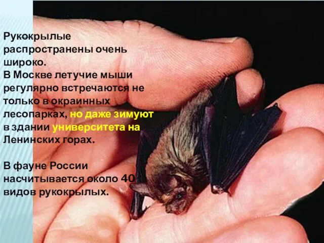 Рукокрылые распространены очень широко. В Москве летучие мыши регулярно встречаются не только