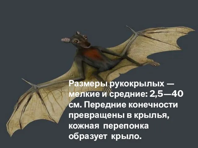 Размеры рукокрылых — мелкие и средние: 2,5—40 см. Передние конечности превращены в