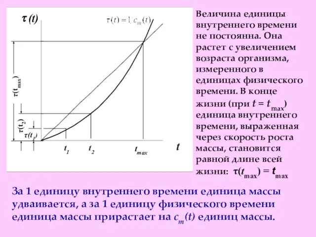 Величина единицы внутреннего времени не постоянна. Она растет с увеличением возраста организма,