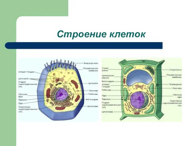 Строение клеток