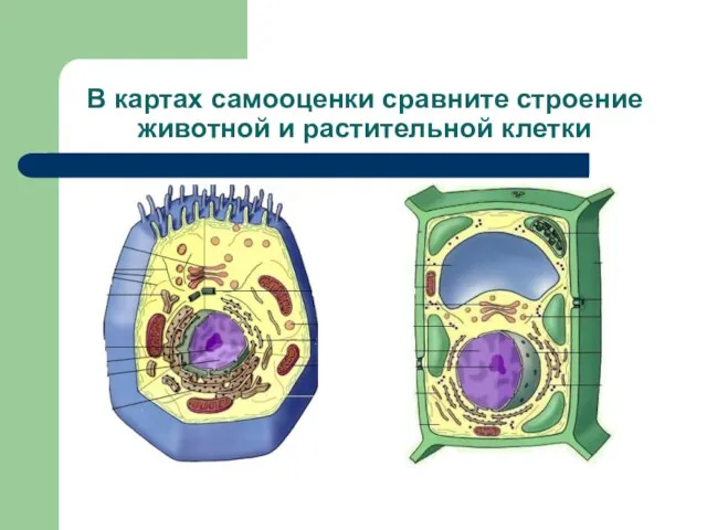 В картах самооценки сравните строение животной и растительной клетки