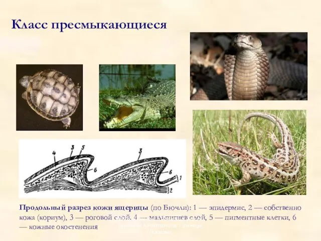 Продольный разрез кожи ящерицы (по Бючли): 1 — эпидермис, 2 — собственно