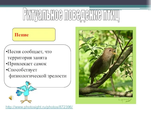 Пение Ритуальное поведение птиц http://www.photosight.ru/photos/872396/ Песня сообщает, что территория занята Привлекает самок Способствует физиологической зрелости