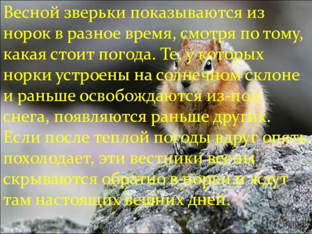 Весной зверьки показываются из норок в разное время, смотря по тому, какая