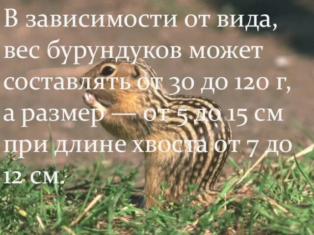 В зависимости от вида, вес бурундуков может составлять от 30 до 120