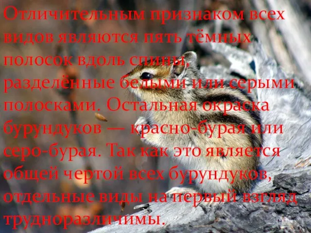 Отличительным признаком всех видов являются пять тёмных полосок вдоль спины, разделённые белыми